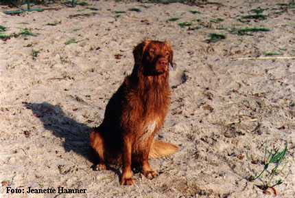 Alfons p sandstranden