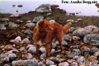 Alma