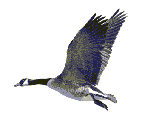 Canadian goose
