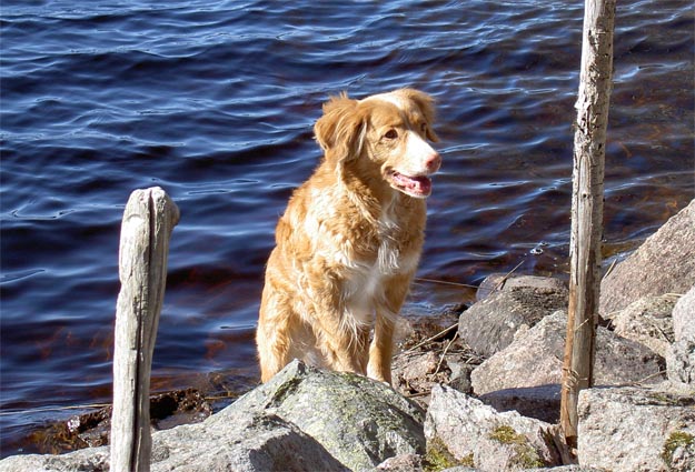 Kea, 9 år