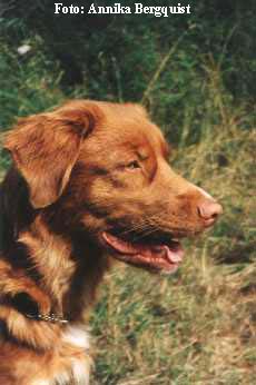 Lina i profil