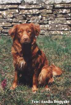 Foxy Farm's Petrolina of Butch