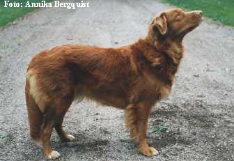 Foxy Farm's Petrolina of Butch