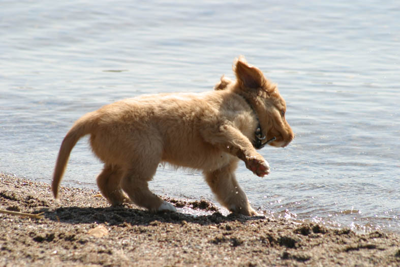 Max på stranden