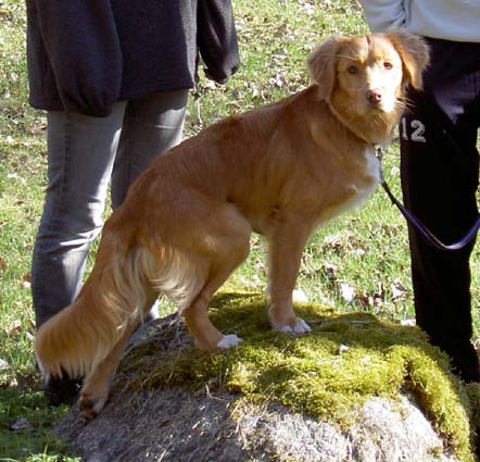 Agrosofens Pyttipanna