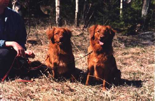 Skarv och Samba