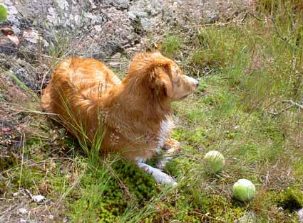 Toppa roar sig med boll