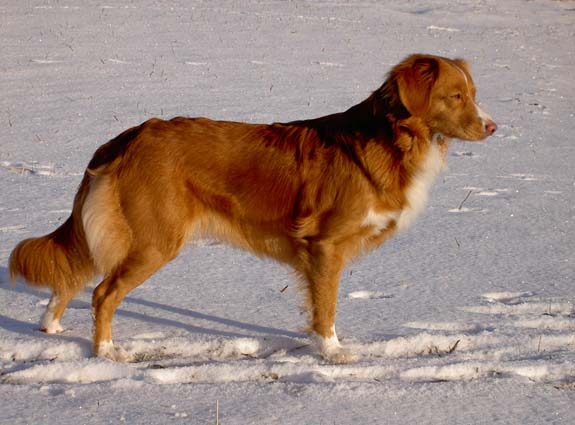 Agrosofens Kastanjetta