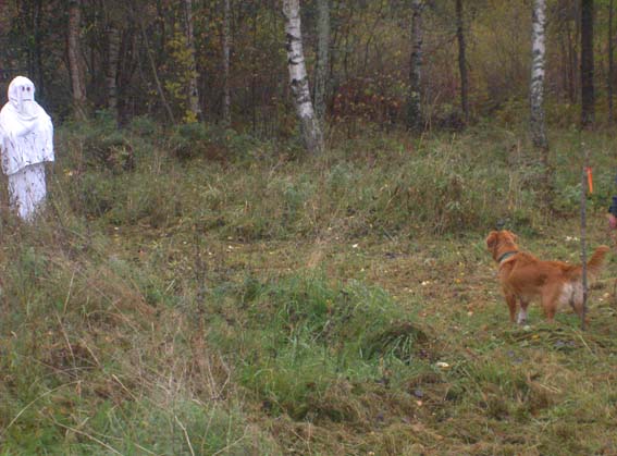 Toppa kollar in spökena