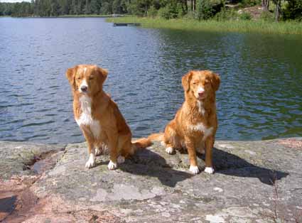 Toppa och Etta vid havet